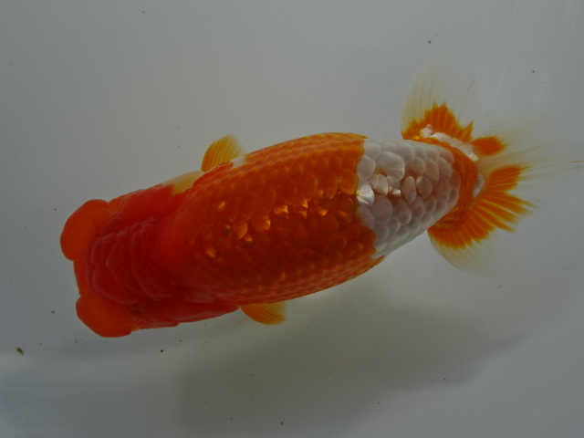 ◆大万らんちゅう◆極太会可能 当歳メス? 赤勝ち no.B拍卖