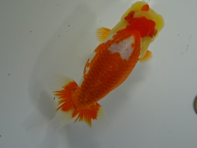 ◆大万らんちゅう◆会用 二歳親仕立て 当歳メス? 赤勝ち no.D拍卖