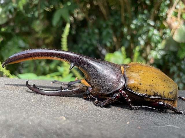 ヘラクレス ブリュゼニ 新成虫トリプル ♂134ミリ ♀64ミリ+64ミリ拍卖