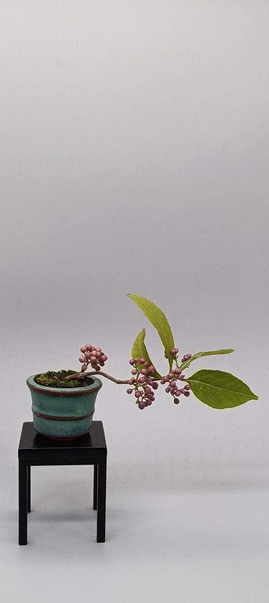 ムラサキシキブ(小) ミニ盆栽MARKET拍卖