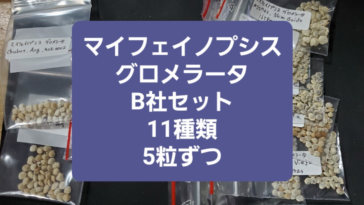 マイフェイノプシス グロメラータ B社セット 11種類 種子5粒ずつ拍卖