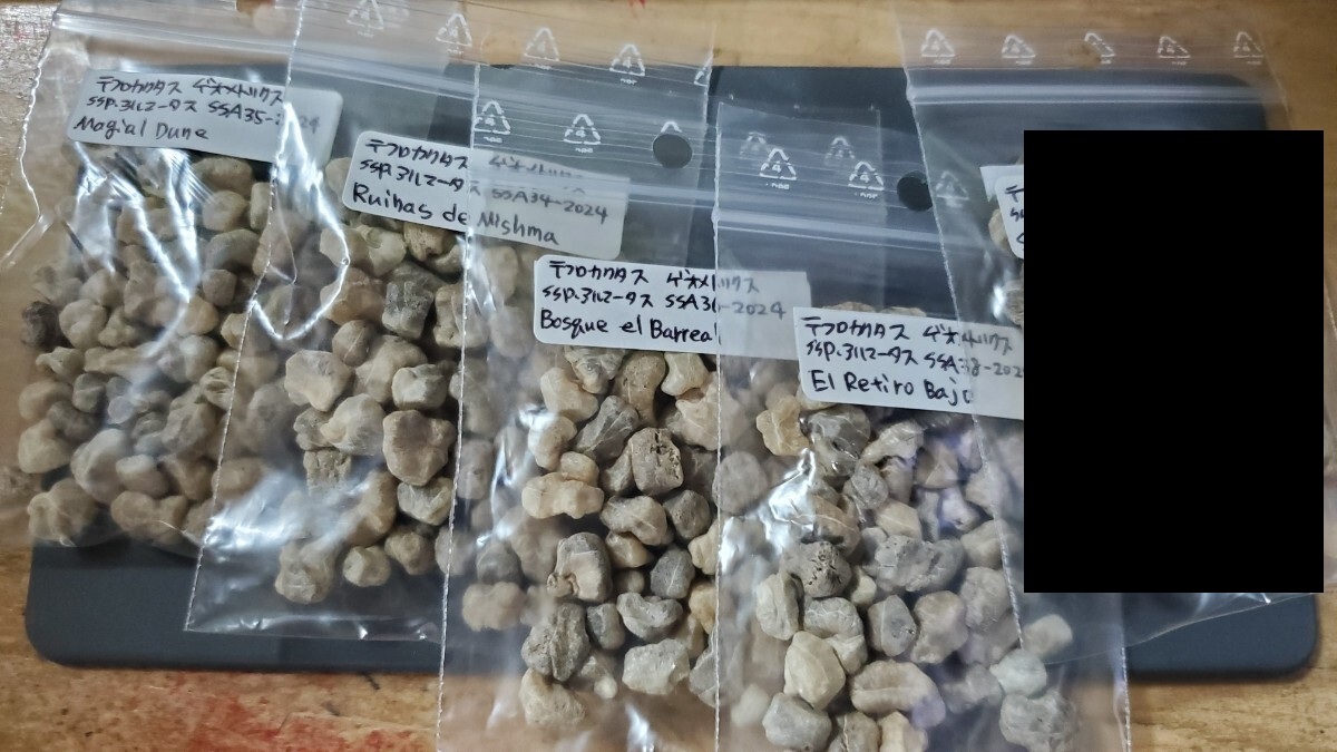 テフロカクタス ゲオメトリクス ssp.アルマータス 5種類セット 種子5粒ずつ拍卖
