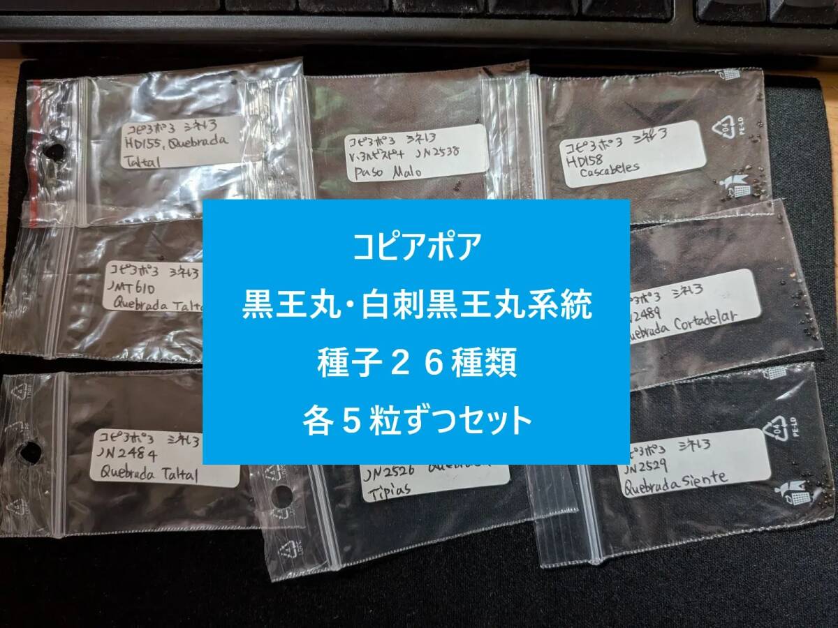 2025輸入 コピアポア 黒王丸系 26種類 種子5粒ずつセット拍卖