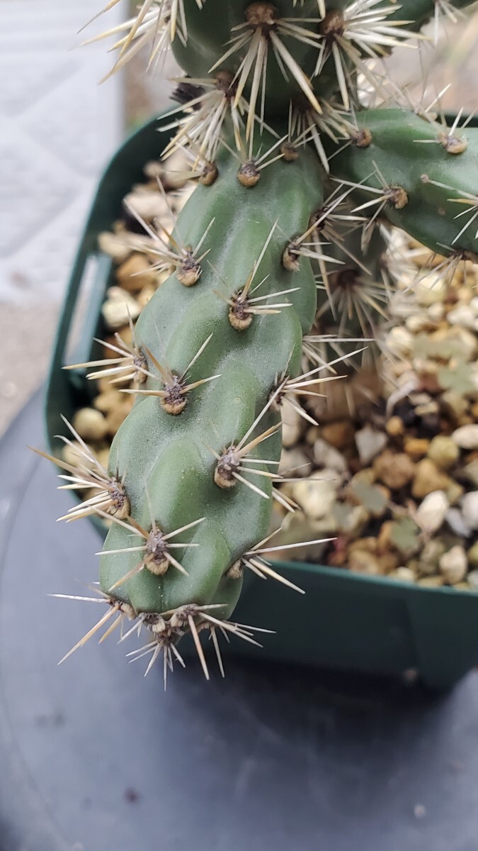 シリンドロプンチア インブリカータ, Sandia Mts. カット苗拍卖