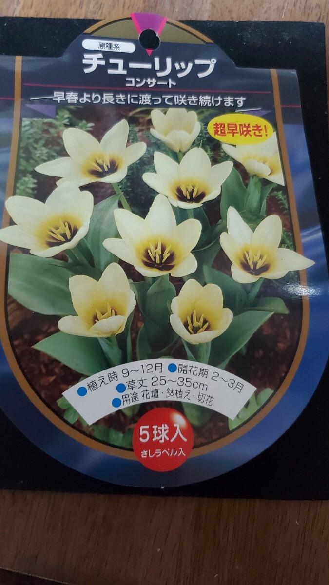 原種チューリップ コンサート 球根 1球拍卖