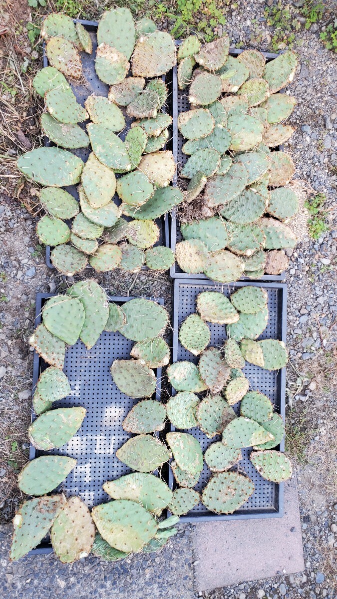 オプンチア フミフサ かなり古いタイプ B品 1節拍卖