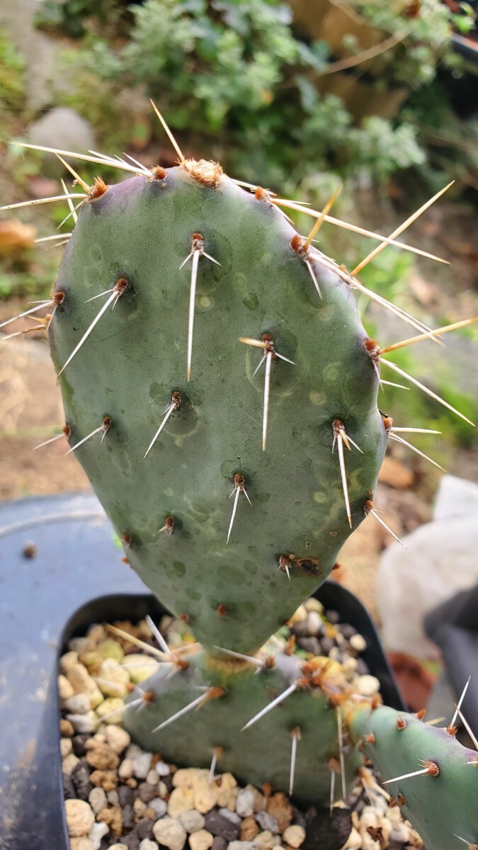 オプンチア ファエアカンサ cv.Kirschrot カット苗 赤花拍卖