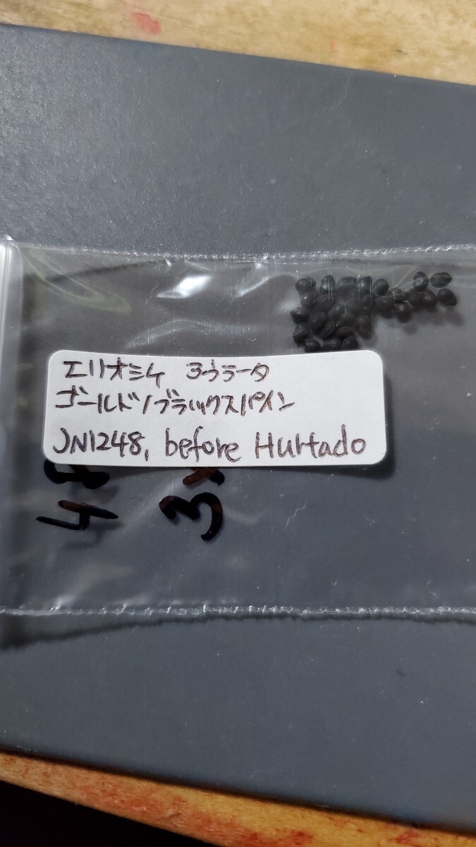エリオシケ アウラータ ゴールド/ブラックスパイン JN1248 種子5粒拍卖