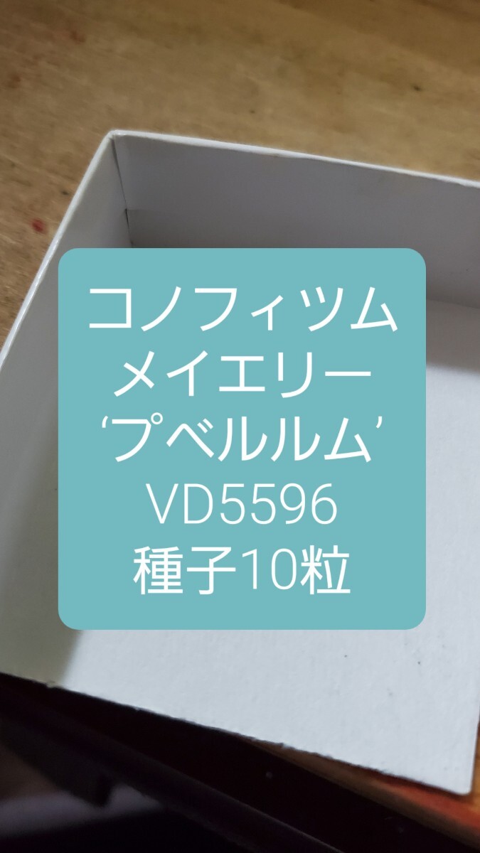 コノフィツム メイエリー ‘プベルルム’ VD5596 種子10粒拍卖