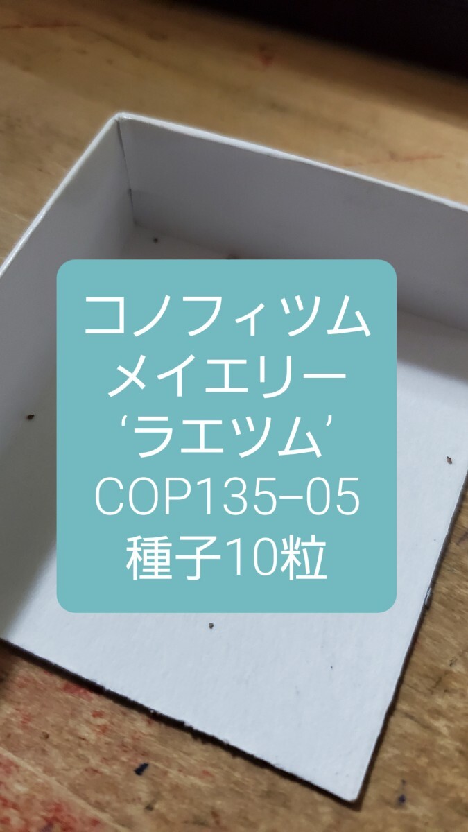 コノフィツム メイエリー ‘ラエツム’ COP135-05 種子10粒拍卖