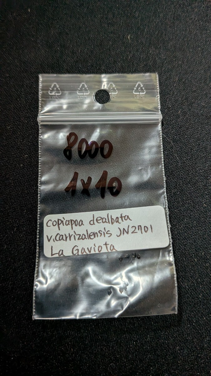 コピアポア デアルバータ v.カリザレンシス JN2701 種子10粒拍卖