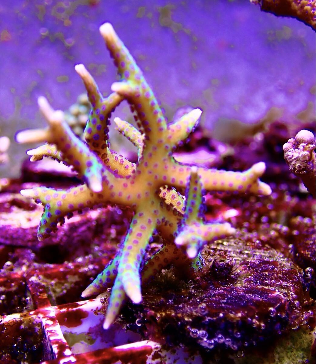 【土曜日発送限定】トゲサンゴ グリーン SPS フラグ 他多数出品中拍卖