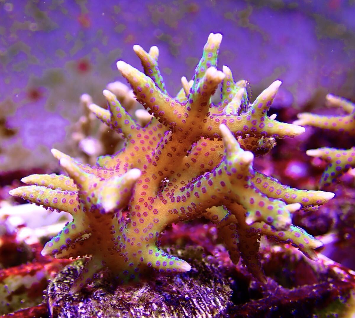 【土曜日発送限定】トゲサンゴ グリーン2 フラグ 他多数出品中拍卖