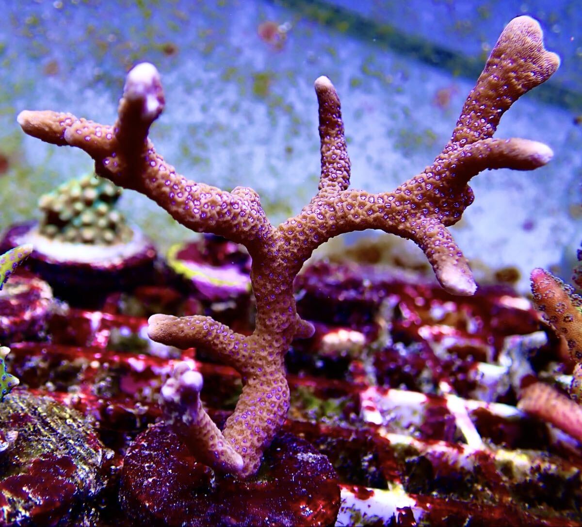 【土曜日発送限定】CE digitata SPS フラグ 他多数出品中拍卖