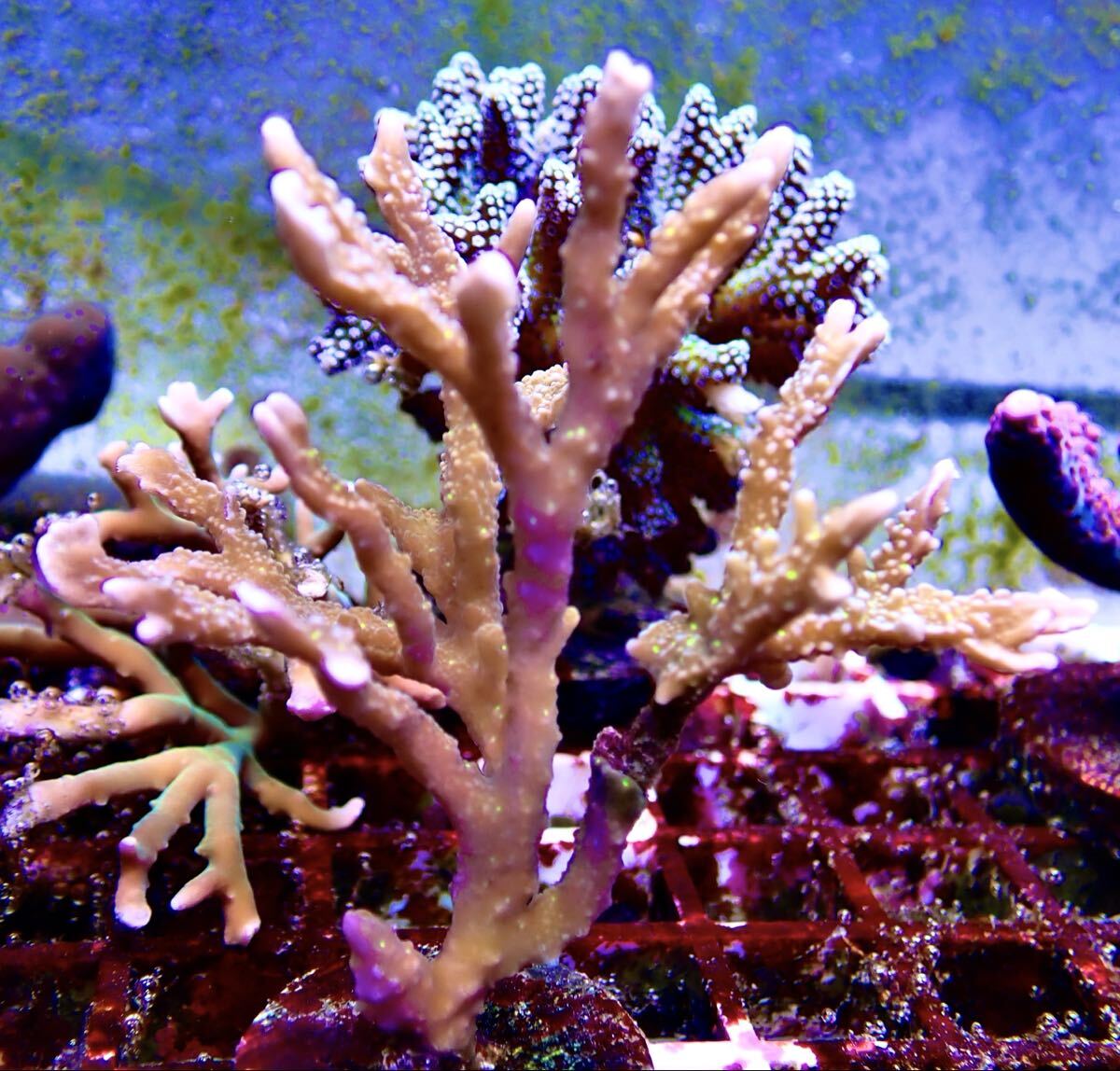 【土曜日発送限定】メデューサコモン 大きめ SPS フラグ 他多数出品中拍卖