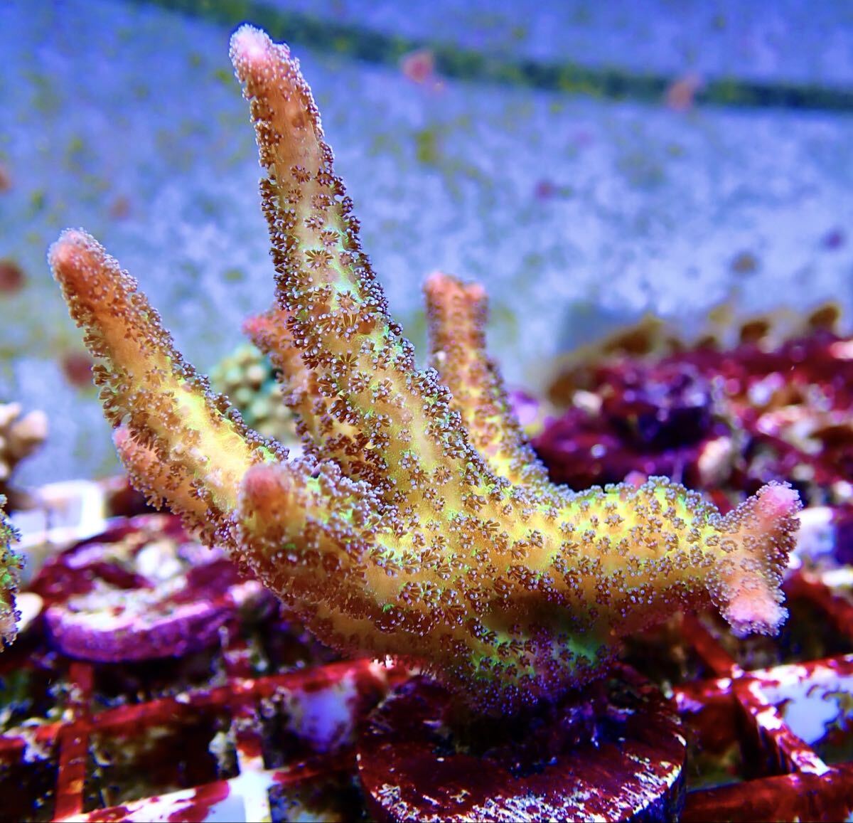 【土曜日発送限定】パステルトゲ SPS フラグ 他多数出品中拍卖