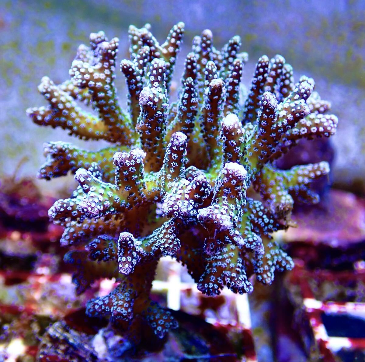 【土曜日発送限定】トゲサンゴ 深場系 大きめ フラグ 他多数出品中拍卖