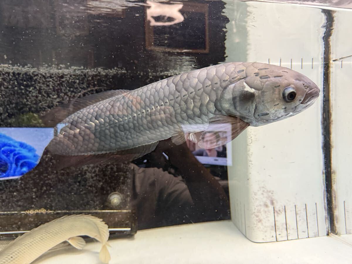 ヘテロティス(ナイルアロワナ)人口飼料に餌付いてます!拍卖