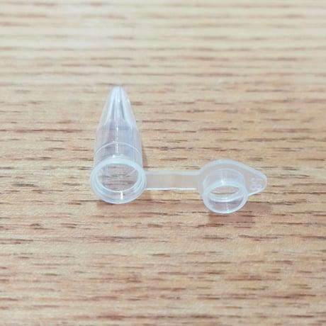 【ビカクシダ】ジェイドガール(P. willinckii Jadegirl)胞子拍卖