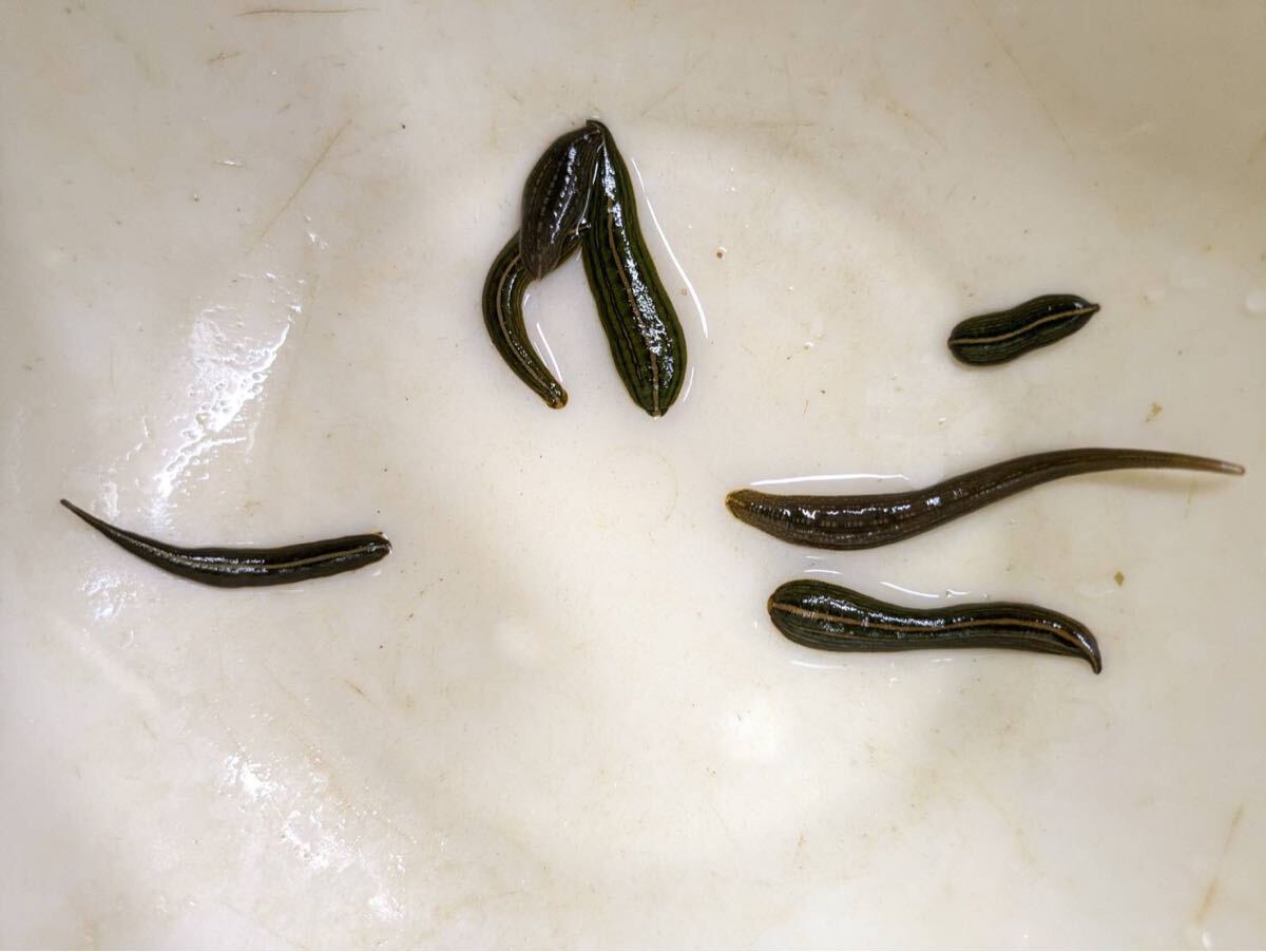 ウマビル(得小)8匹拍卖