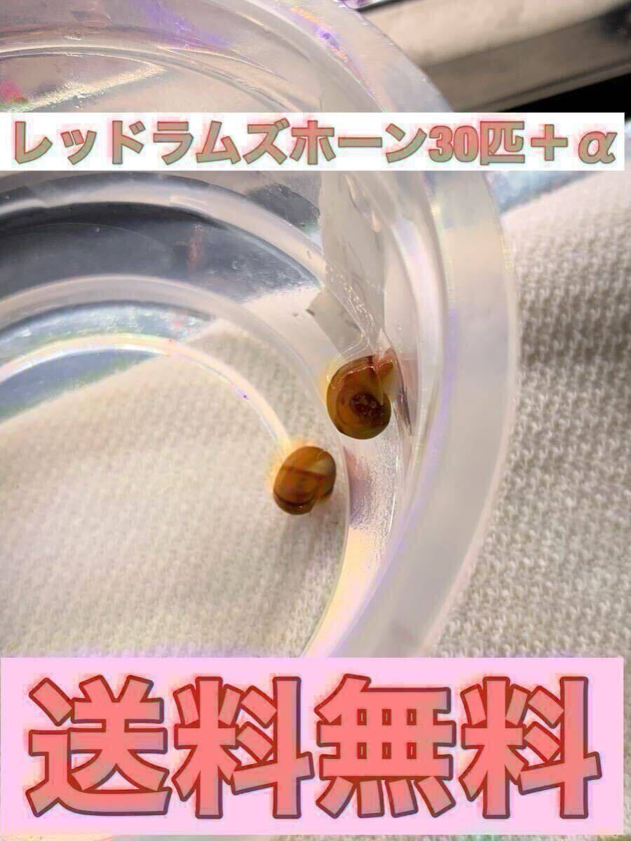 レッドラムズホーン30匹+α ②拍卖
