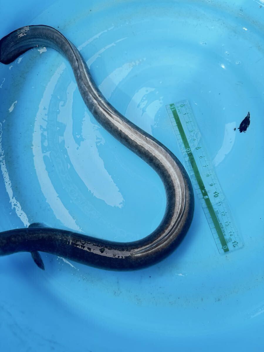 希少 ツートンカラー 背鰭が白い うなぎ 鰻 ウナギ 約40cm 約200g拍卖