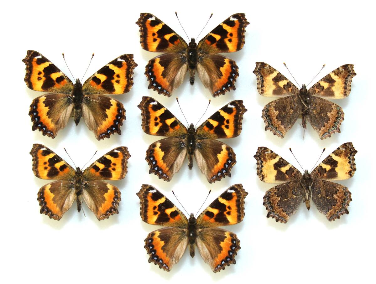 コヒオドシ 北海道 4産地 7頭 日本産蝶標本拍卖
