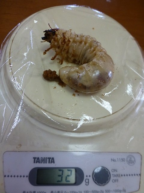 能勢SR血統 3令幼虫ペア ♂32g♀15g拍卖