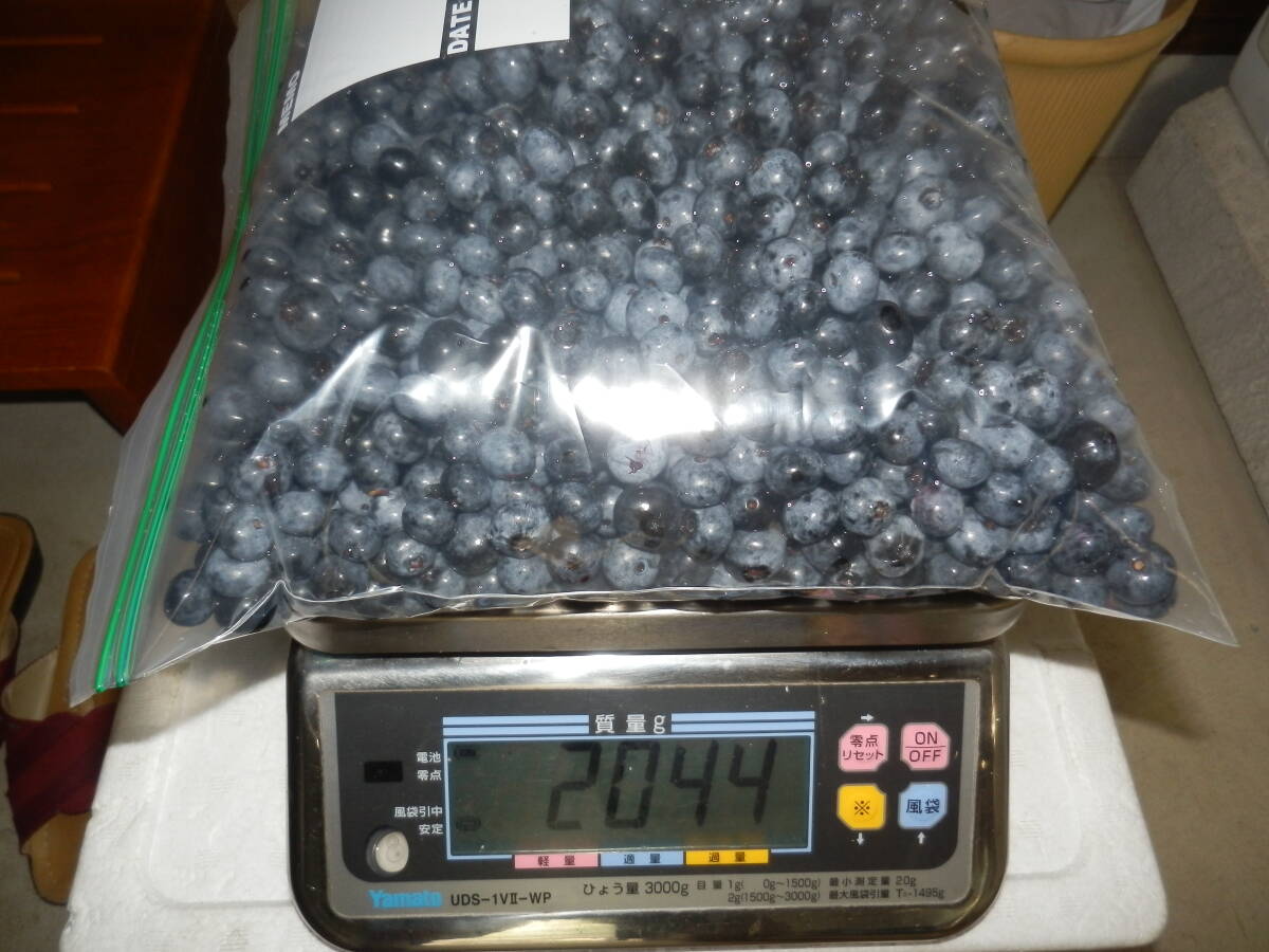 2025年産 冷凍品ブルーベリー 2kg拍卖