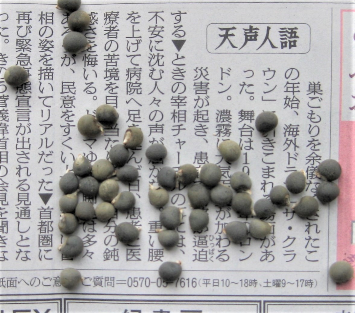 オクラ ヒルカントリーレッド 米国生まれの巨大赤オクラ 種子 30粒 送料込み拍卖