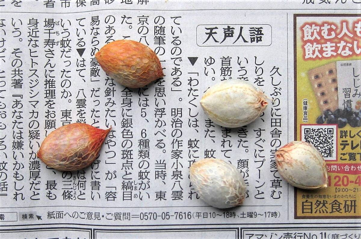 熱帯果樹の種子 アメイシャ (セイヨウベニスモモ) 種子5粒 稀少な種子を大幅値下げ!! 送料込み拍卖