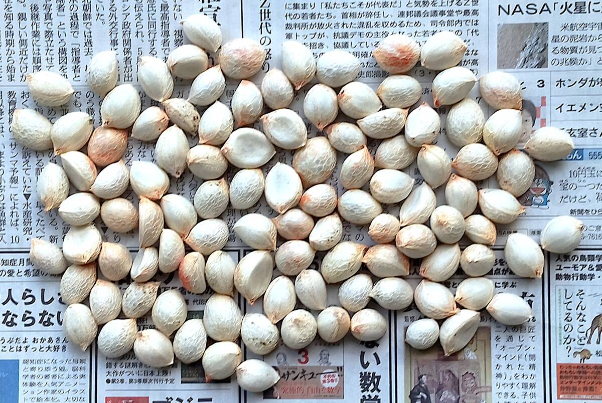 熱帯果樹の種子 アメイシャ (セイヨウベニスモモ) 種子100粒!!! 稀少な種子を多量に!!! 大幅値下げ 送料込み拍卖