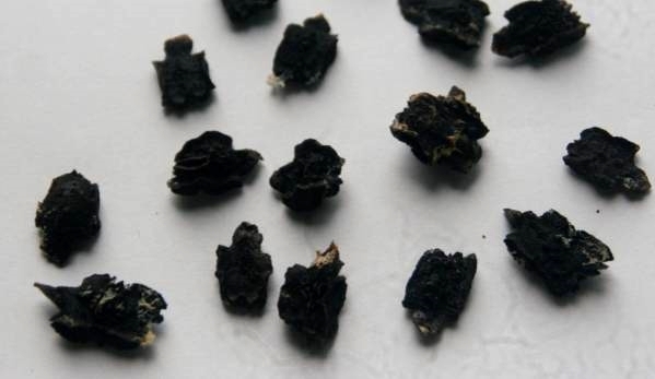 アチョクチャ 種子100粒 珍しい植物の種子を多量に!! 送料込み 拍卖