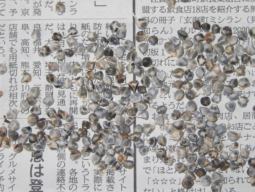 月桃 (ゲットウ、サンニン) 播種用種子 大さじ1杯(約150~200粒) 送料込み拍卖