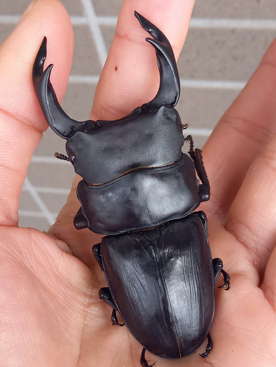 【OOKUWA BOX】【新成虫】久留米市産オオクワガタ 24年15番 ♂単品 87.2mm(♂親89.5mm×♀親51.8mm(早期♀89.0mm同腹)直仔拍卖