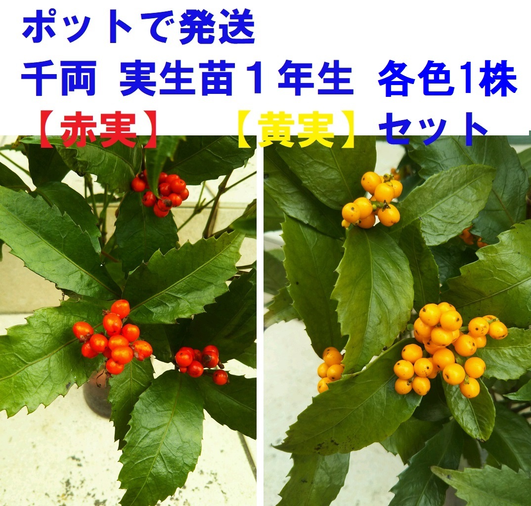 【ポットで発送】千両 赤実・黄実セット 実生苗1年生 樹高5cm前後 センリョウ拍卖