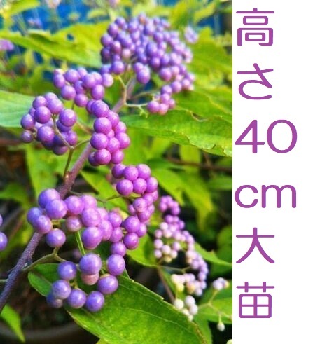 【複数枝大苗】コムラサキシキブ 紫式部 実生苗 土付き抜き苗 丈約40㎝ 4〜5枝株拍卖