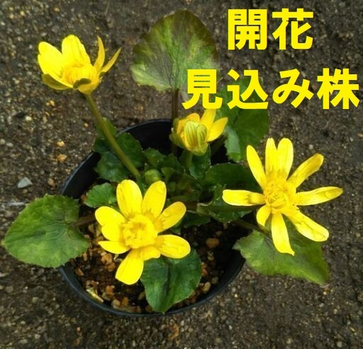 【開花見込み】ヒメリュウキンカ芽出し済み塊根 大サイズ 球根 1塊拍卖