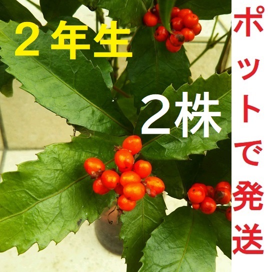 ポットで発送】千両2株 赤実 実生苗2年生 樹高約10cm センリョウ1ポット拍卖