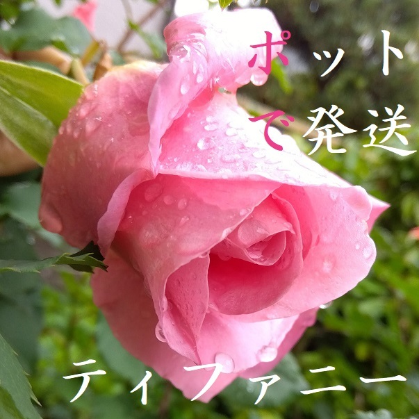 【ポットで発送】バラ 薔薇「ティファニー」2025年挿し木苗 9cmポット拍卖