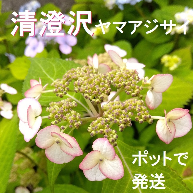 【ポットで発送】「清澄沢」ヤマアジサイ 2025年 挿し木苗 1ポット 紫陽花拍卖