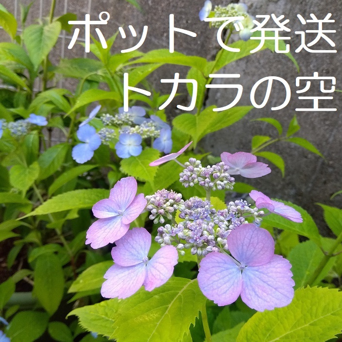 【ポットで発送】「トカラの空」ヤマアジサイ 2025年 挿し木苗 紫陽花 1ポット拍卖