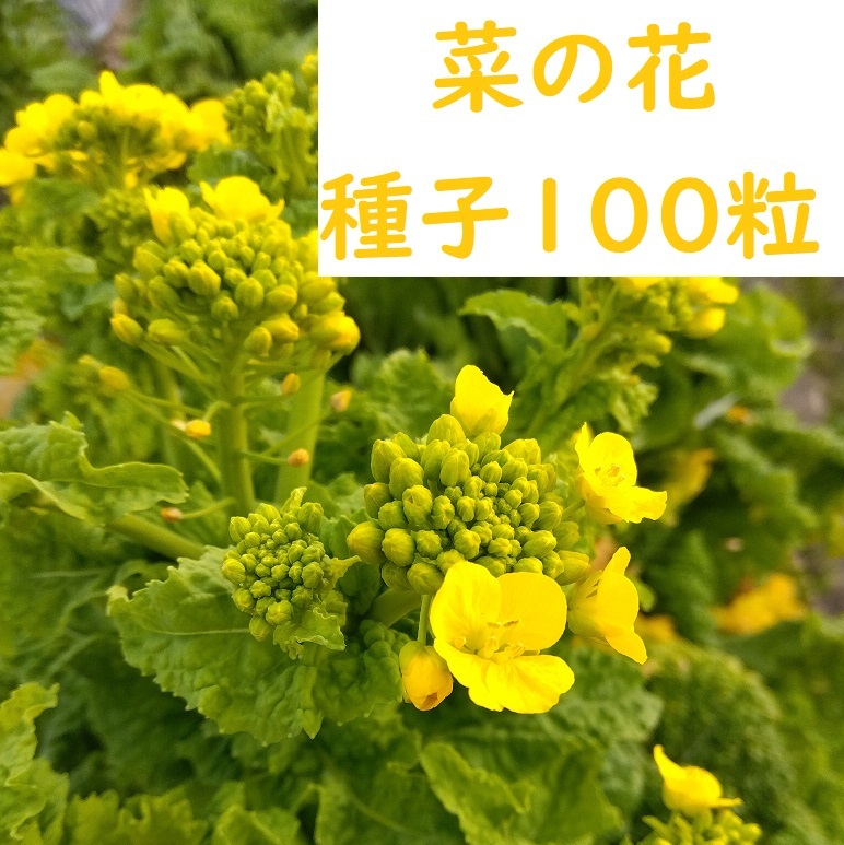 食用 菜の花 ナバナ 種子100粒+ 2025年採種 農薬不使用拍卖