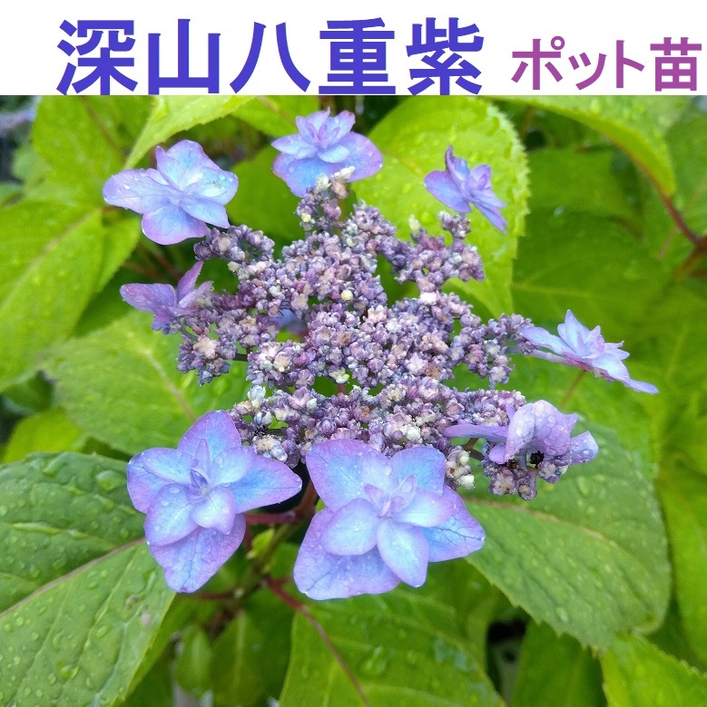 C【ポットで発送】「深山八重紫」ヤマアジサイ 2025年 挿し木苗 紫陽花 1節拍卖