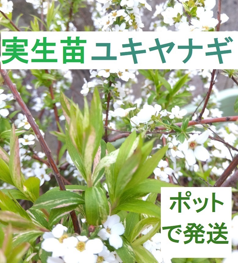 【ポットで発送】雪柳 ユキヤナギ 実生苗 6㎝ 1ポット拍卖