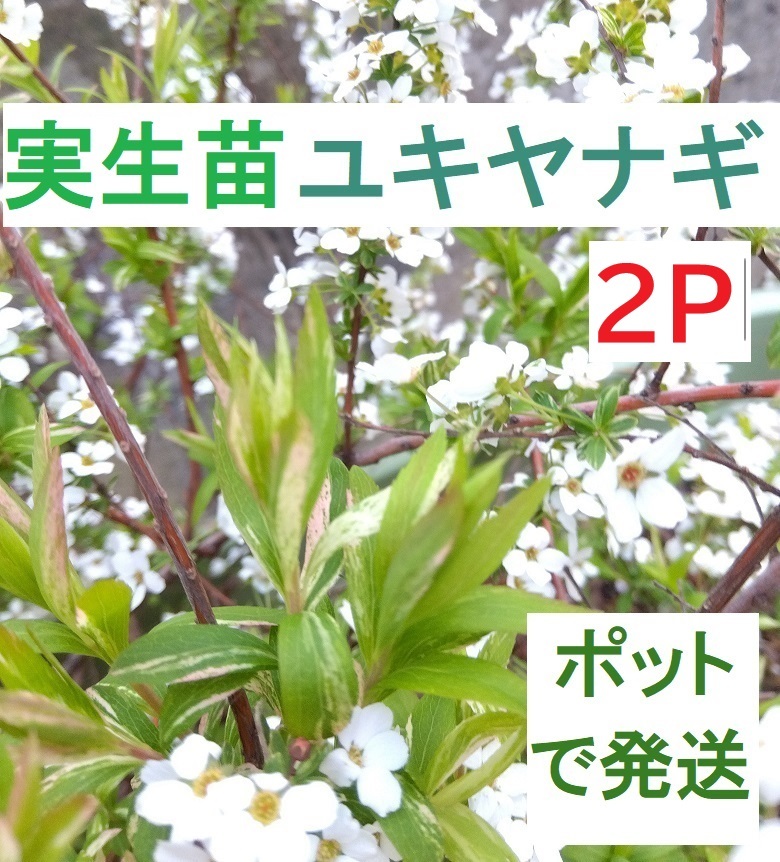 【ポットで発送】雪柳 ユキヤナギ 実生苗 6㎝ 2ポット拍卖