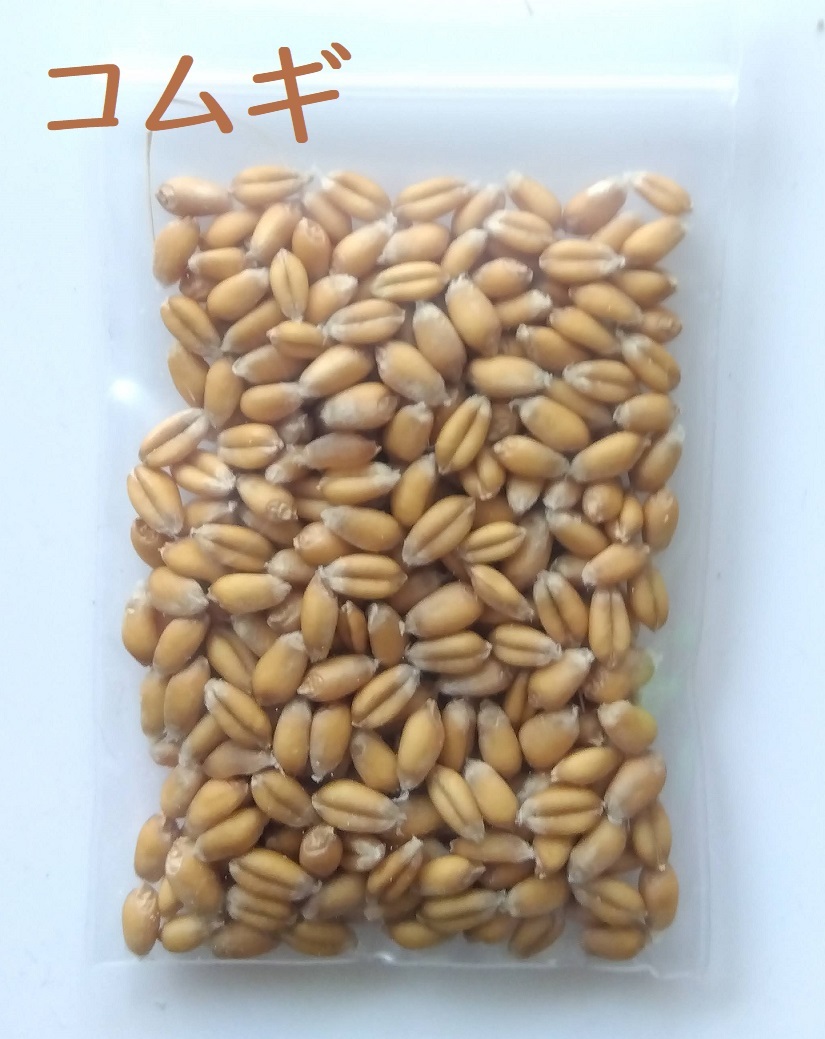 小麦種子 12g 300粒+ 2025年採種 コムギ 農薬不使用拍卖