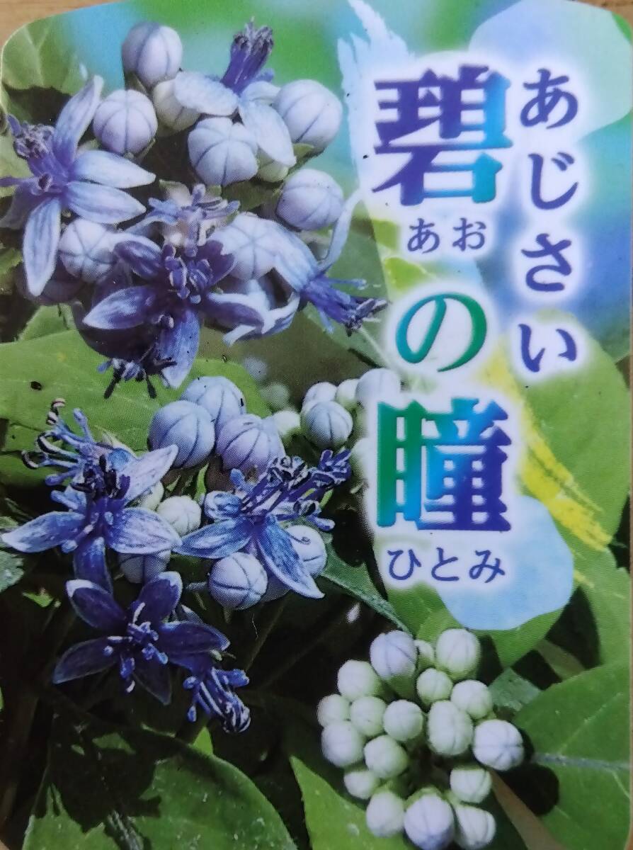 【ポットで発送】常山アジサイ「碧の瞳」2025年挿し木苗 6cmポット 1ポット 紫陽花拍卖