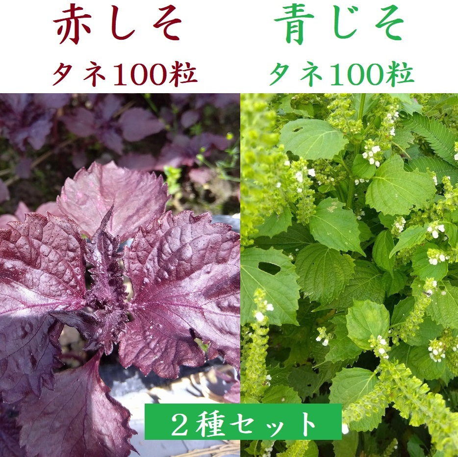 青じそ 赤しそのタネ 各100粒セット 農薬不使用 シソ 大葉 2024年採種拍卖