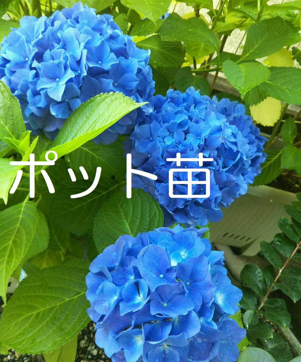 【ポットで発送】青花 紫陽花 2025年 挿し木苗 1ポット アジサイ拍卖